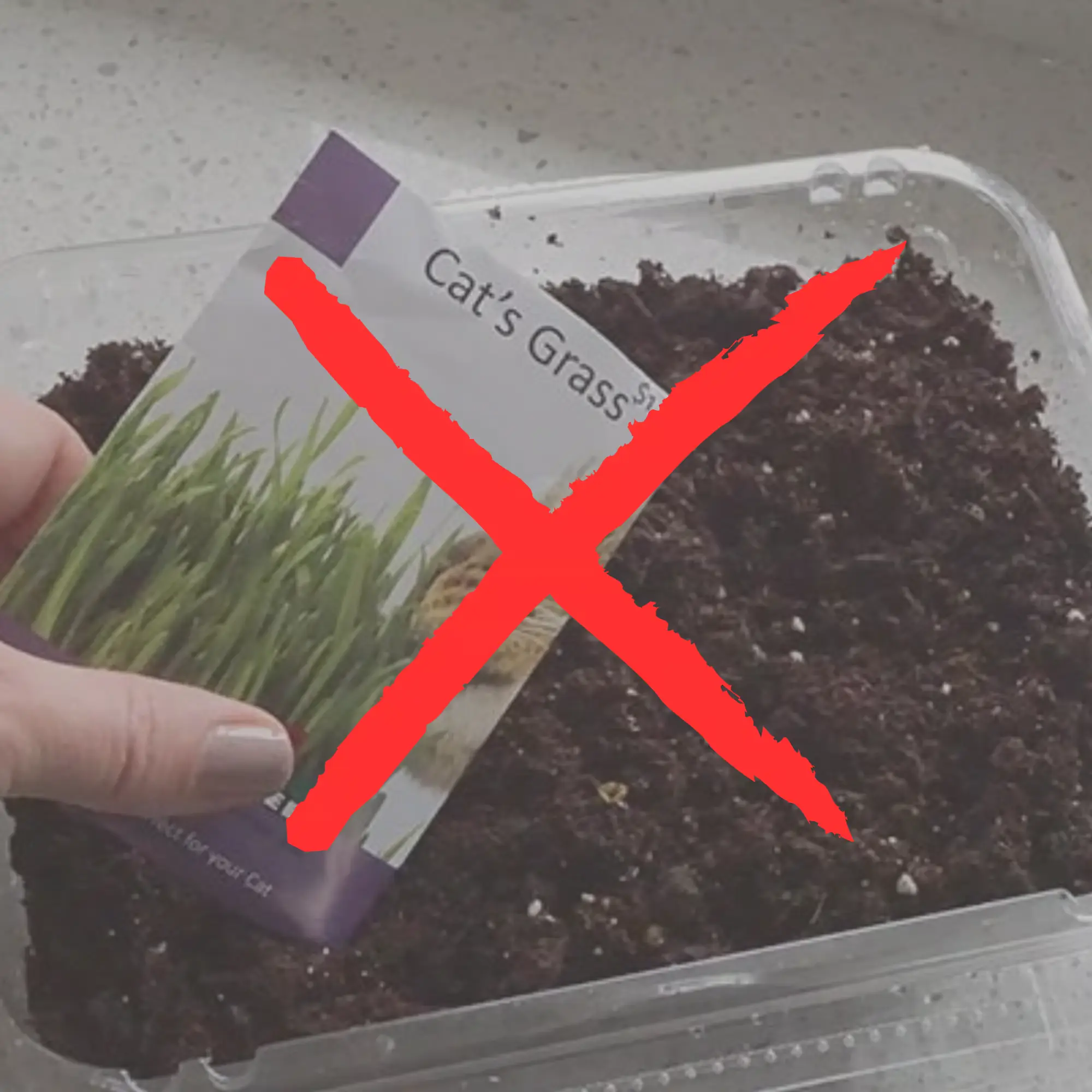 Földben termesztés